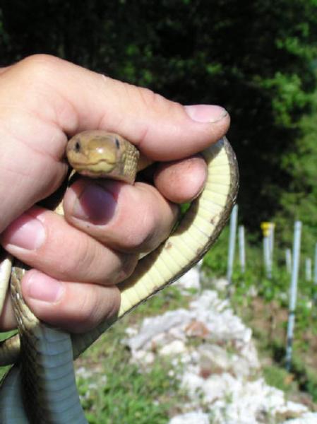 C'est une couleuvre d'esculape