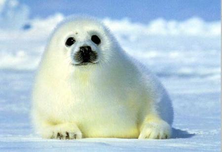 Un petit b�b� phoque !!