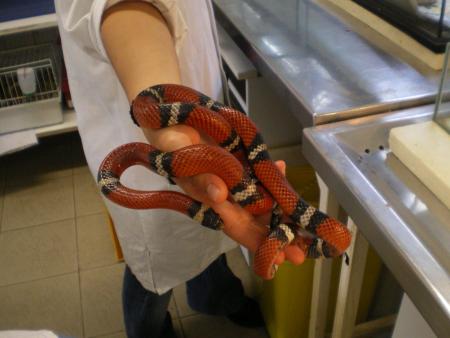 Un serpent faux corail 