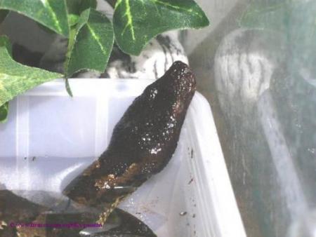 Une vip�re d'Afrique .