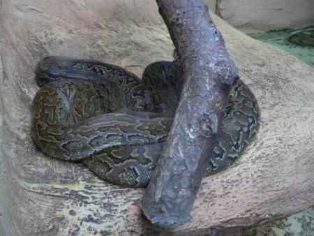 Une vip�re du S�ga 