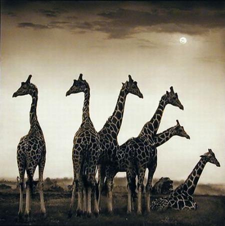 Girafes