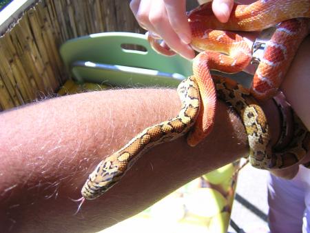 Mon cousin � des serpents qui sont comme sa !